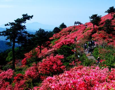 人间四月天 麻城看杜鹃