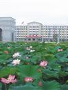 荷花池
